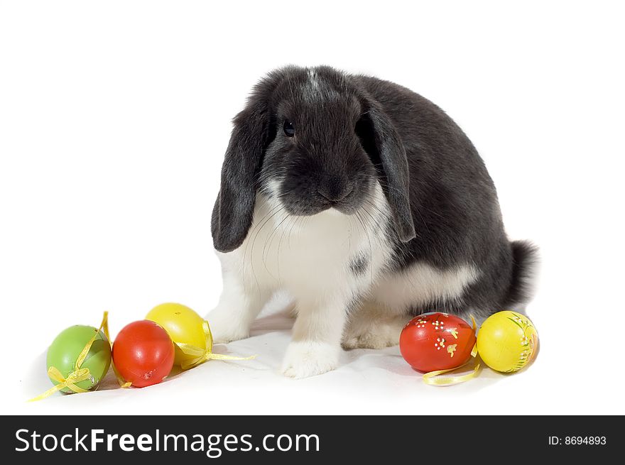 Easter rabbit Isolated on white