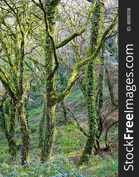 Vertical photo of forest and green leafy. Vertical photo of forest and green leafy