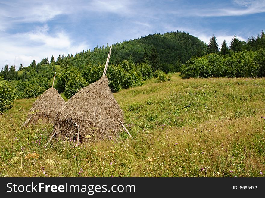 Meadow in Carpathian Mountains in Romania, Borsa region. Meadow in Carpathian Mountains in Romania, Borsa region