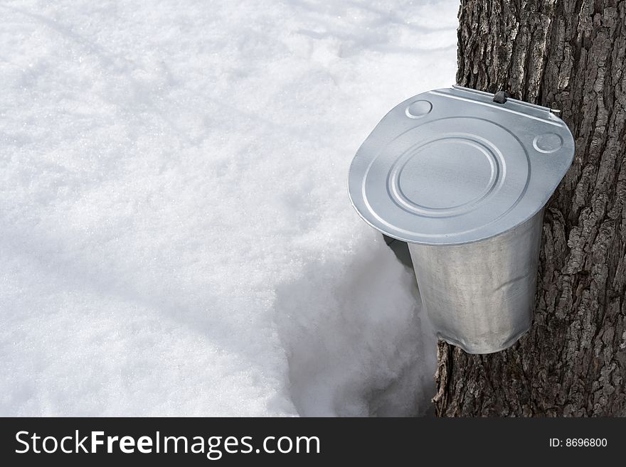 Collecting maple sap in spring