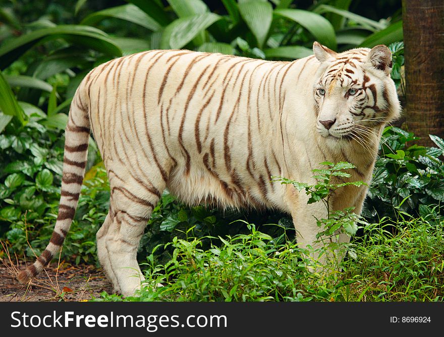 White tiger