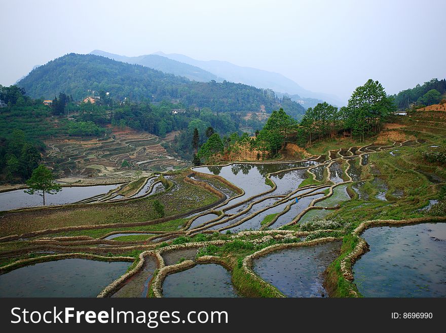 Rice Terraced Fields Landscape In China