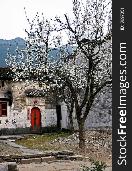 Pear flower in blossom in the backyard of an old house. The picture was taken in Wuyuan, China