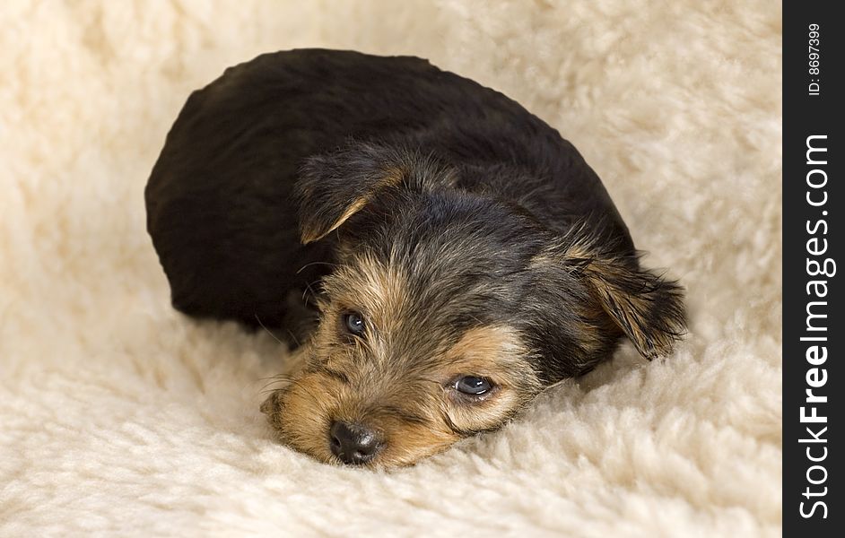 An adorable little six week old sleepy Yorkshire Terrier Puppy, isolated on background with copy space