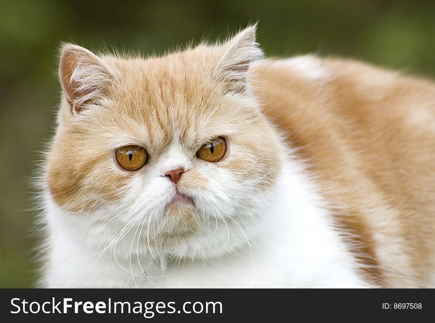 Cat posing with funny expression on face, background space