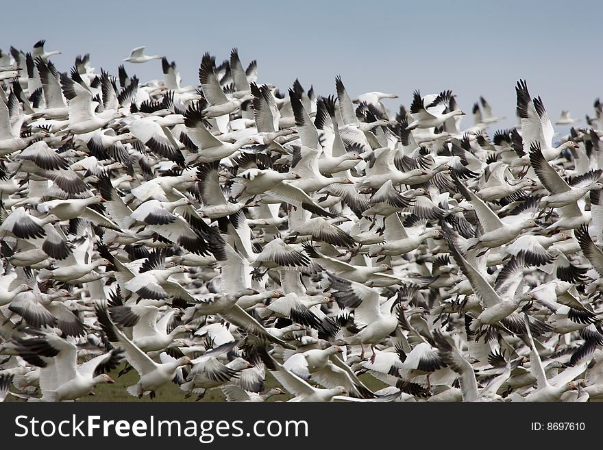 Snow  Geese lift-off from field. Snow  Geese lift-off from field