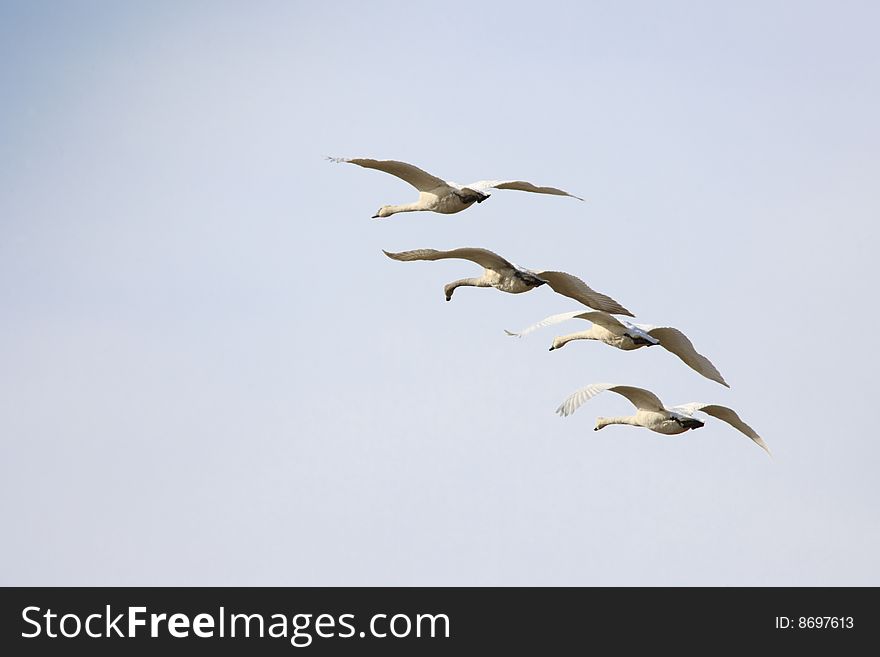 Protected Trumpeter Swans in flight