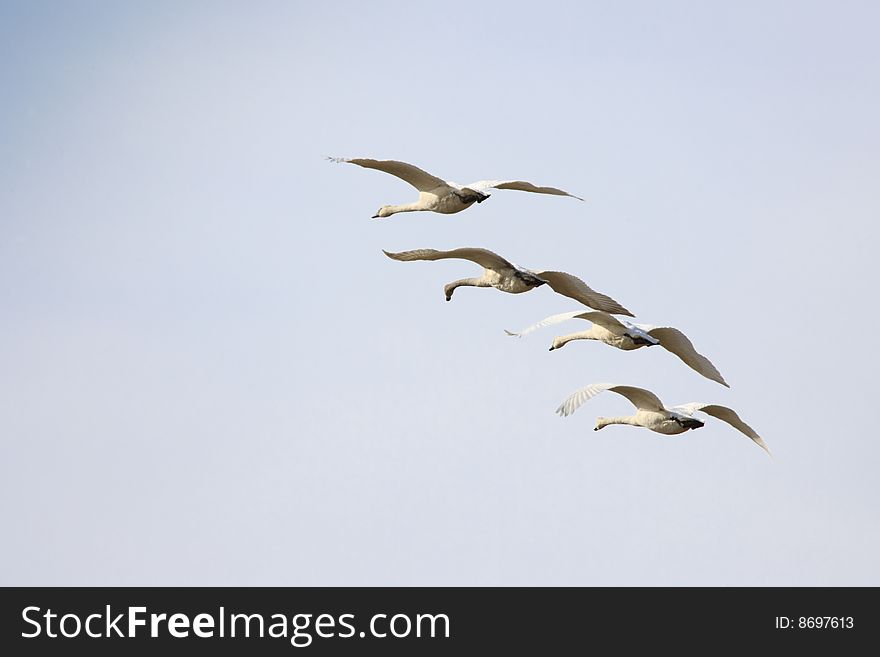 Trumpeter Swans