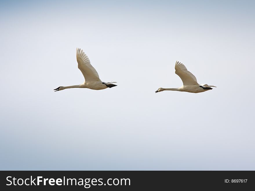 Migrating Trumpeter Swans in flight