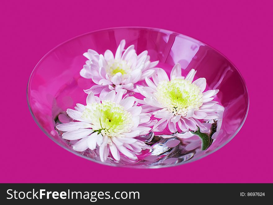 Glass bowl with chrysanthemum flowers