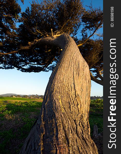 A windswept pine twists and curves, its trunk creating a wonderful play of pattern and texture. A windswept pine twists and curves, its trunk creating a wonderful play of pattern and texture