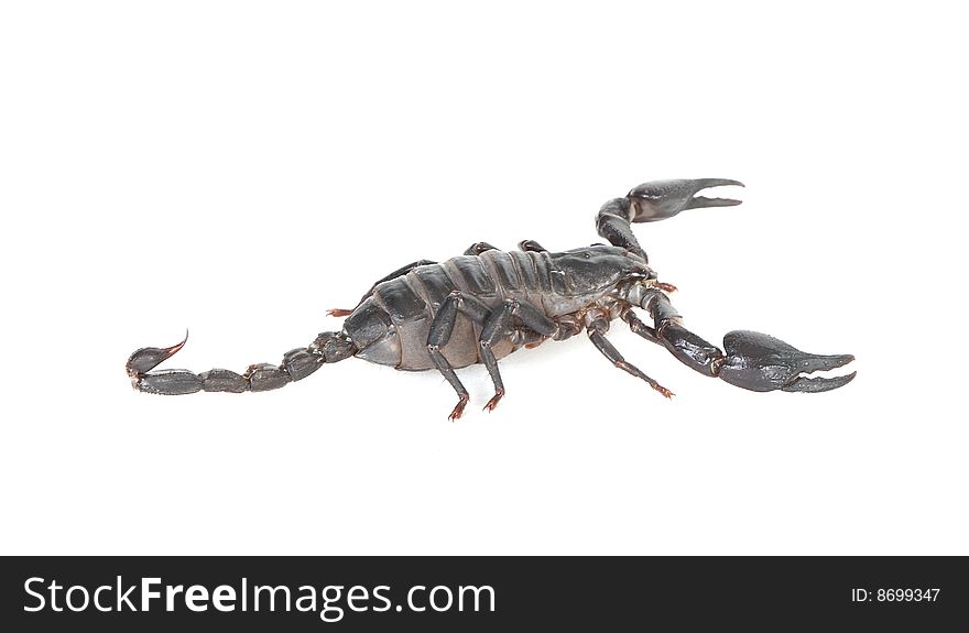 Scorpion