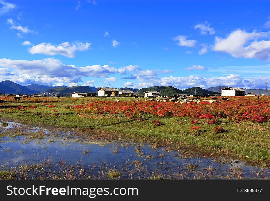 Tibetan pastoral scenery of autumn