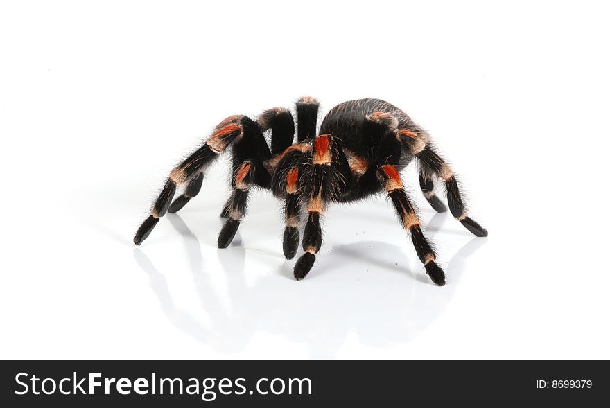 Mexican red knee tarantula