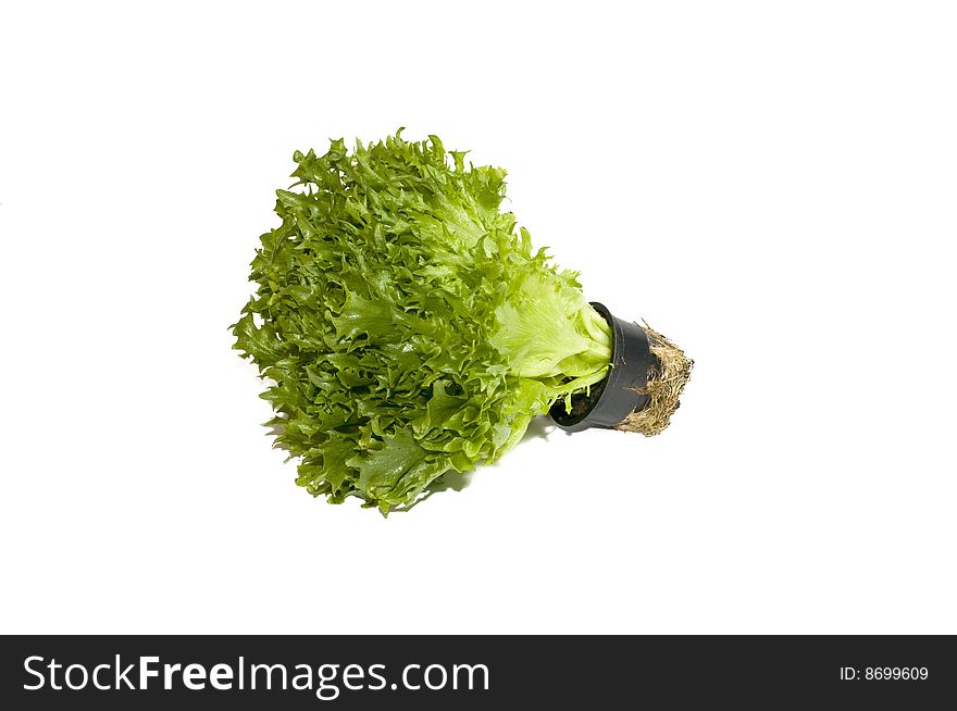 Fresh lettuce in a pot, isolated