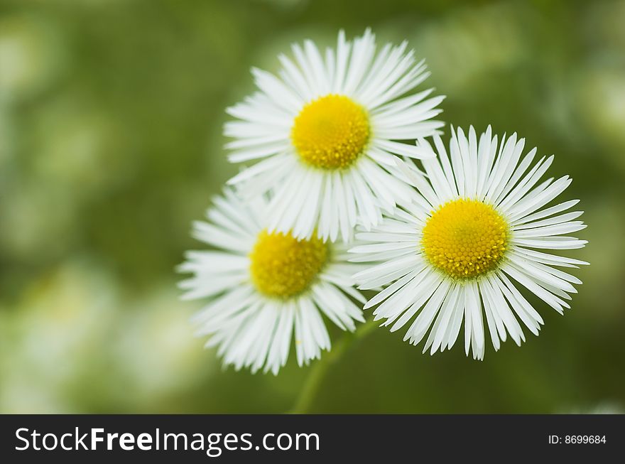 Three chamomiles on green background