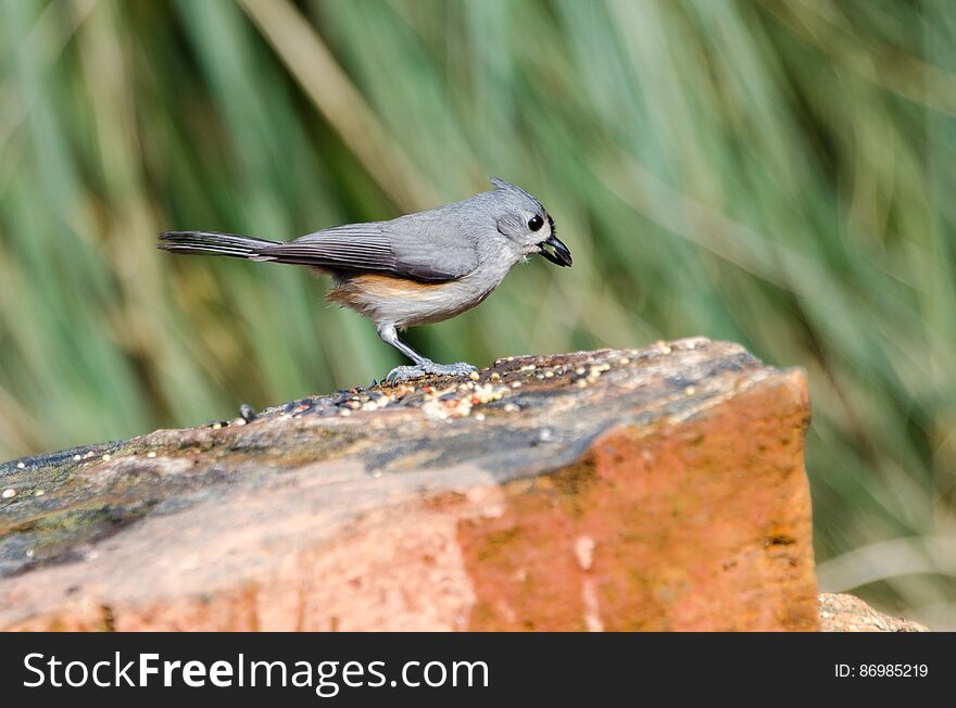 Tufted Titmouse Bird, Athens, Georgia