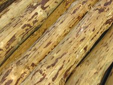 Wooden Trunks Stock Image Wooden Trunks Stock Image