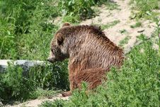 Brown Bear Stock Images