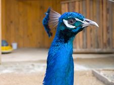 Peacock Royalty Free Stock Photos