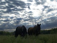 Two Horses Under Sun Streaks Royalty Free Stock Photos Two Horses Under Sun Streaks Royalty Free Stock Photos