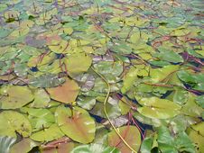 Lotuses Royalty Free Stock Photos Lotuses Royalty Free Stock Photos