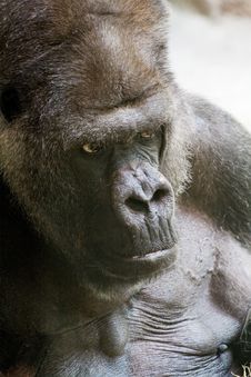 Gorilla Stock Images