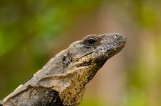 Iguana Portrait Stock Image