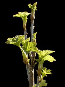 Black Currant Branch Royalty Free Stock Photo Black Currant Branch Royalty Free Stock Photo