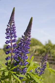 Lupines 1 Royalty Free Stock Photos