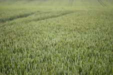 Field Of Summer Wheat 1 Royalty Free Stock Photo Field Of Summer Wheat 1 Royalty Free Stock Photo