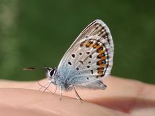 Butterfly On My Hand Royalty Free Stock Images Butterfly On My Hand Royalty Free Stock Images