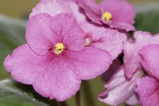 Pink African Violet Stock Photography
