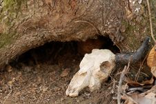 Skull Of Small Animal Royalty Free Stock Photography Skull Of Small Animal Royalty Free Stock Photography