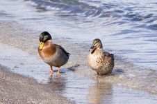 Ducks Royalty Free Stock Images Ducks Royalty Free Stock Images