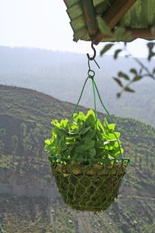 Hanging Garden Green Outdoor Plant Stock Image Hanging Garden Green Outdoor Plant Stock Image