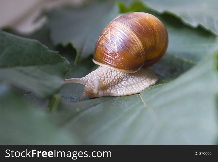 Snail walks on the green leaf