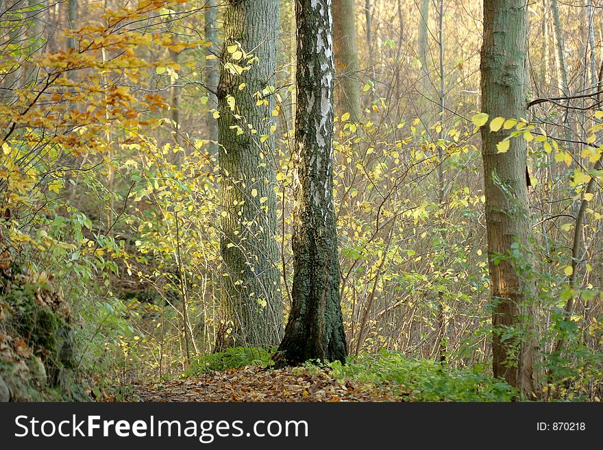 Autumn in the countryside  in denmark. Autumn in the countryside  in denmark