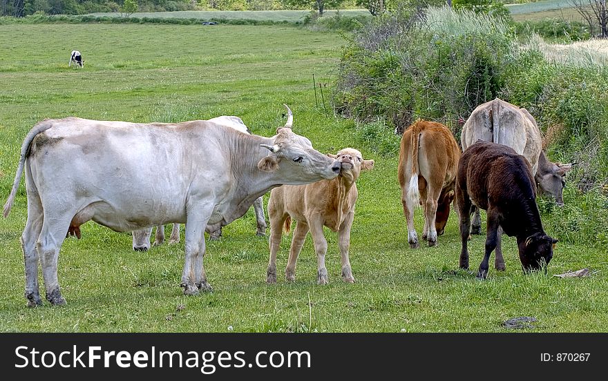 Cows grazing