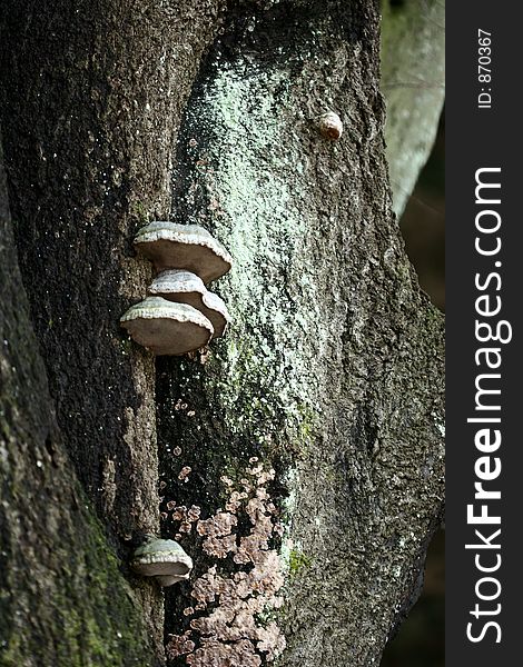 Forest , tree trunks , branches in denmark. Forest , tree trunks , branches in denmark