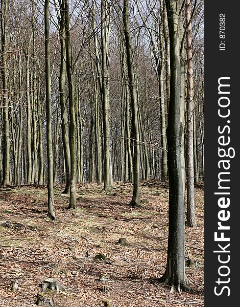 Forest , tree trunks , branches in denmark. Forest , tree trunks , branches in denmark