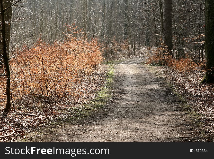 Forest , tree trunks , branches in denmark and a path. Forest , tree trunks , branches in denmark and a path