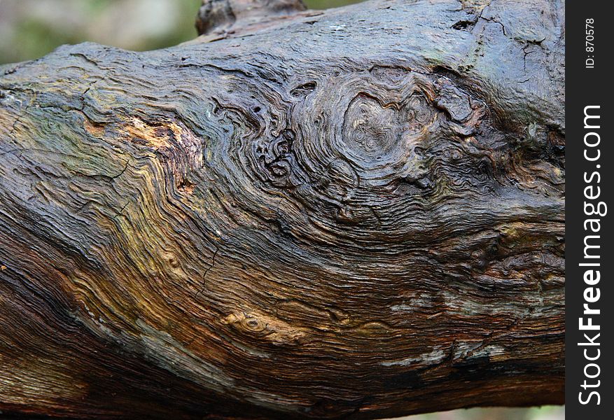 Wet wood sculptured by weather and insects. Wet wood sculptured by weather and insects