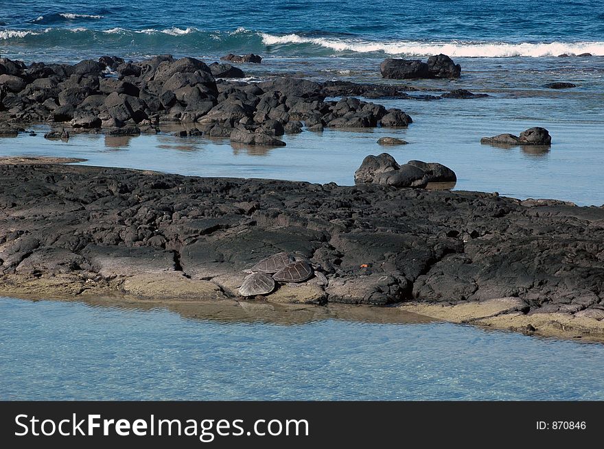 Sea turtles warming up on the stones in the ocean. Sea turtles warming up on the stones in the ocean