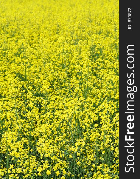 Thousands of tiny oilseed blossoms forming a uniform yellow surface. Thousands of tiny oilseed blossoms forming a uniform yellow surface