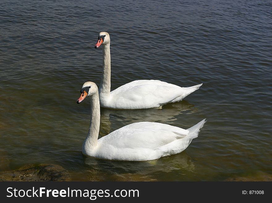 Two swans