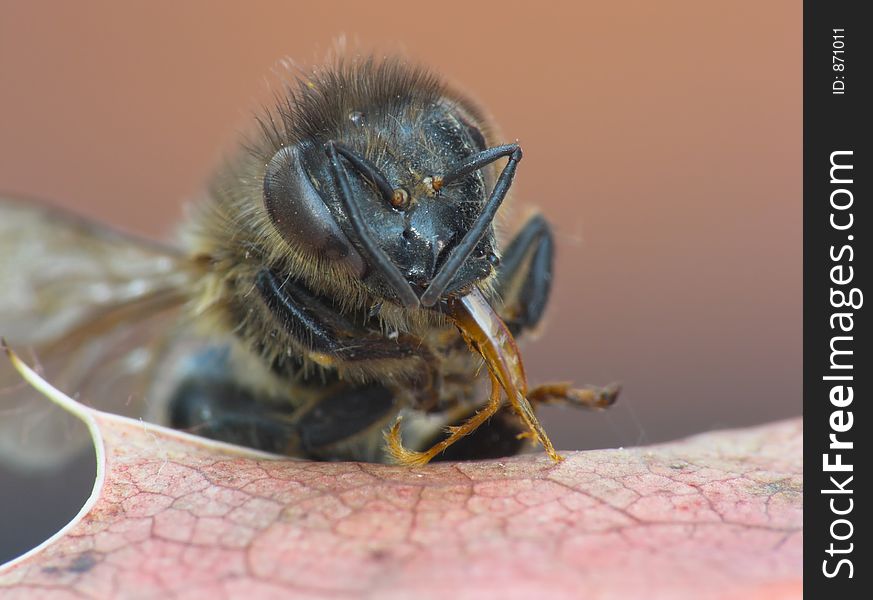Bee on a leaf in closeup. Bee on a leaf in closeup