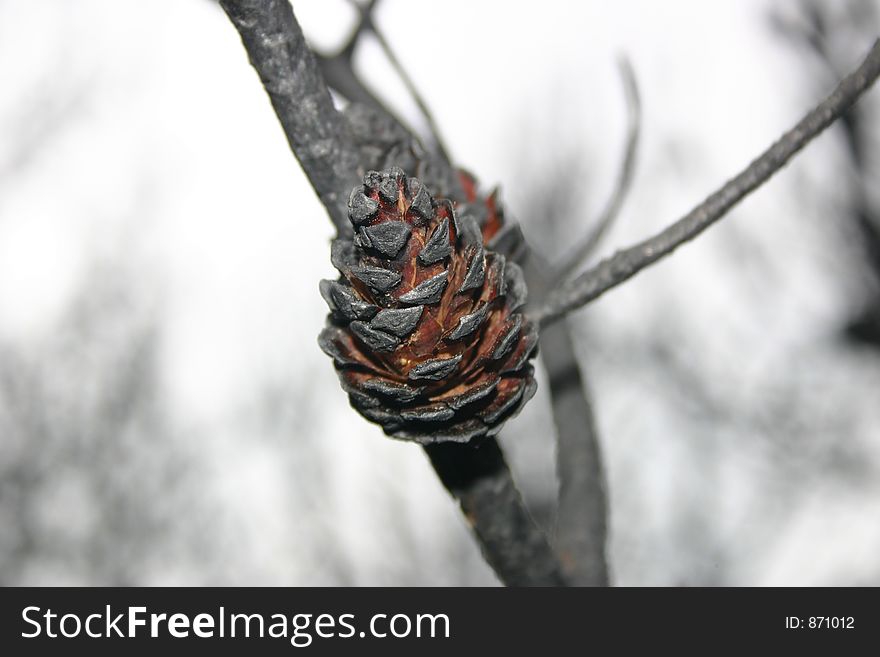 Scorched cone