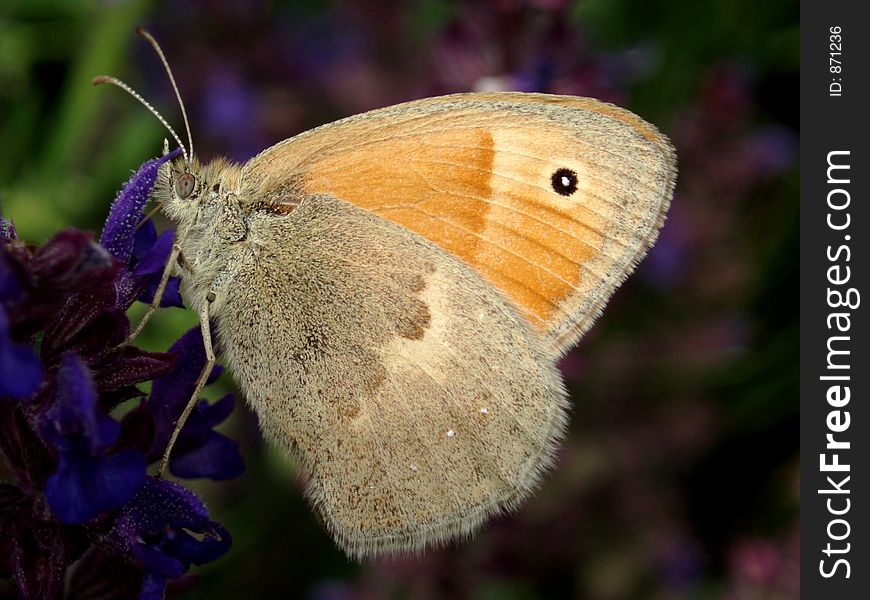 Butterfly in medow