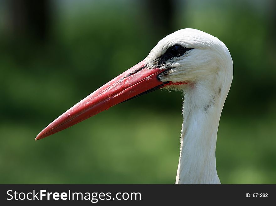 Stork portrait
